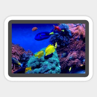 Aquarium Fish Sticker